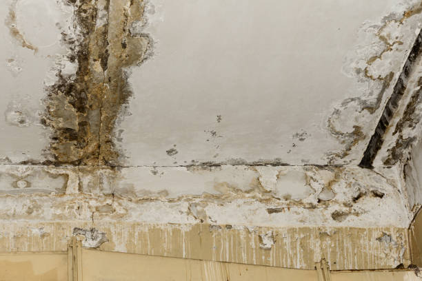 Best Water damage restoration insurance claims  in Highlands, TX